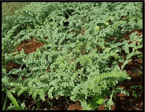 Manejo del cultivo de garbanzo (Cicer arietinum L.) - Image 3