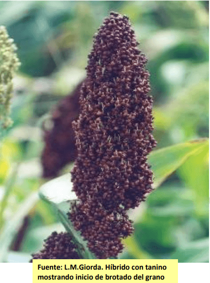 BROTADO DE LA PANOJA DEL SORGO. ¿Ocurre en todos los sorgos? - Image 4