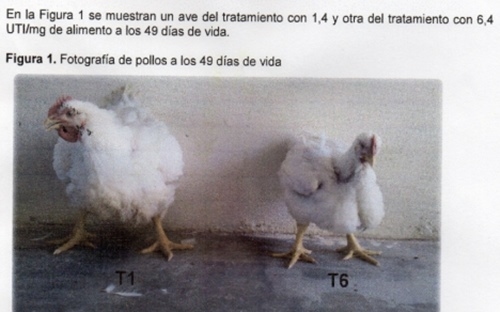 Sugerencias para optimizar el método de extrusión en el desactivado de la soya para la alimentación de las aves - Image 1