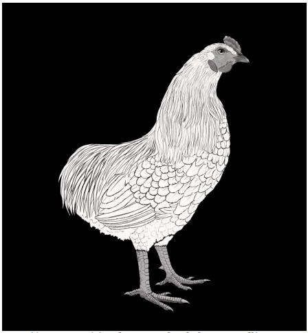 Figura 2. Representación esquemática de un macho de la raza Gallina Mapuche, del subtipo Kollonka (gentileza de la médica veterinaria Camila Escalante)