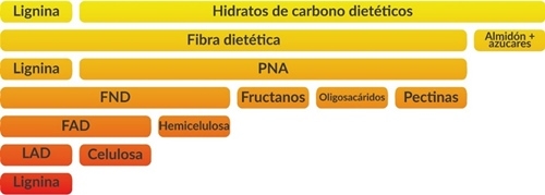 Uso de fibra en la gestación: cuáles son las opciones y sus características - Image 2