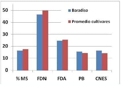 Festuca Bardiso - Image 3