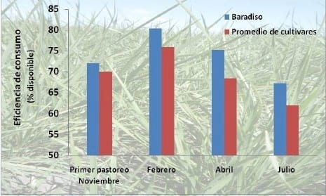 Festuca Bardiso - Image 2