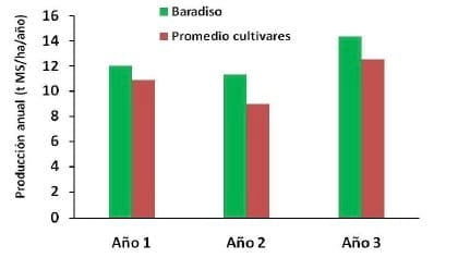 Festuca Bardiso - Image 4