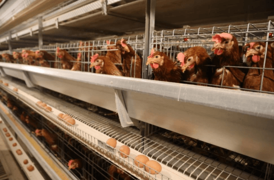 Razones para la disminución en la calidad de la cáscara de huevo en las etapas finales de las gallinas ponedoras - Image 5