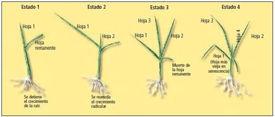 Cuando pastorear Raigrás Perenne? - Image 1