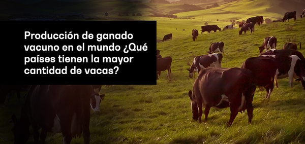Producción de ganado vacuno en el mundo ¿Qué países tienen la mayor cantidad de vacas? - Image 1