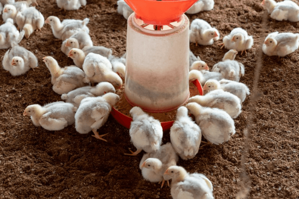 Estrategias de mejora de la salud intestinal en animales monogástricos - Image 3