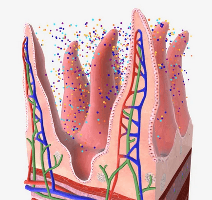 Estrategias de mejora de la salud intestinal en animales monogástricos - Image 2