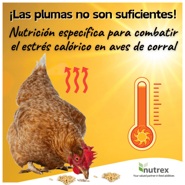 Manteniendo frescas a las aves de corral: Estrategias para combatir el estrés calórico - Image 1