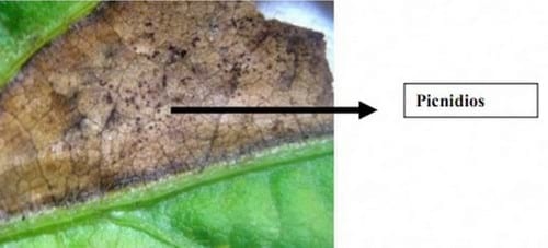 Phyllosticta sojicola - Enfermedad foliar emergente en soja - Image 2