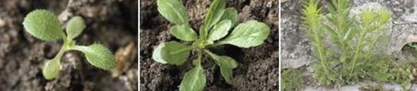 Conyza bonariensis – Yerba carnicera - Image 1