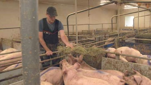 Cómo evitar el raboteo, ¿Por qué mis cerdos se muerden las colas? - Image 2