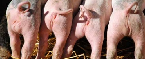 Cómo evitar el raboteo, ¿Por qué mis cerdos se muerden las colas? - Image 1