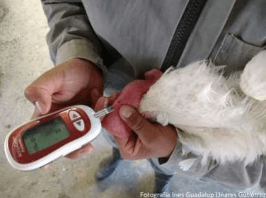 Respuesta productiva de la gallina de postura a la adición de una mezcla de propilenglicol y de propionato - Image 19