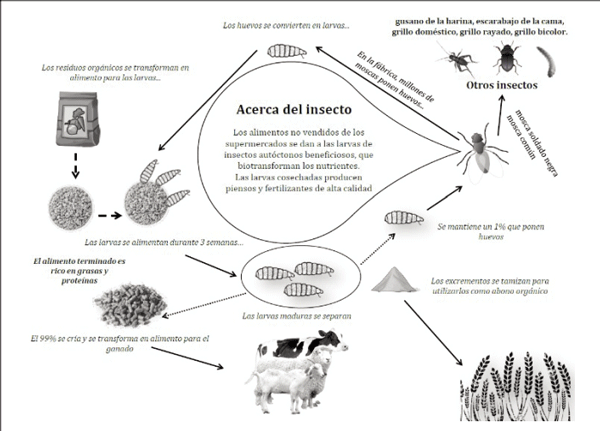 Figura 1. Ciclo de cría y producción de insectos para su posterior utilización en la alimentación de rumiantes.