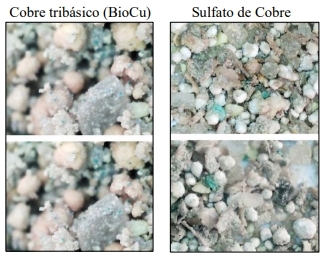 Ensayo de premezcla para rumiantes con CTB y CUSO4 - Image 2