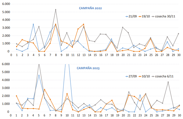 Gráfico 1- Contenido en micotoxinas DON (µg/kg) en las tres recolecciones