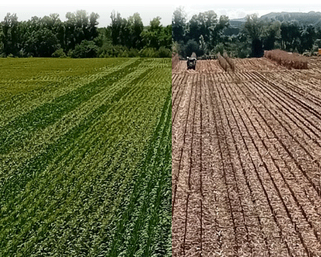 Micotoxinas en maíz grano, Influencia del factor varietal, la frecuencia y dosis de riego - Image 3