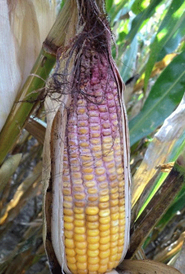 Imagen 1. Síntomas de Fusarium graminearum en mazorca.