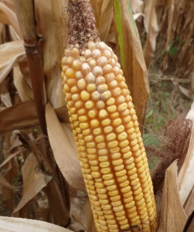 Imagen 2. Síntomas de Fusarium moniliforme en mazorca.