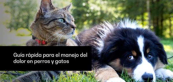 Guía rápida para el manejo del dolor en perros y gatos - Image 1