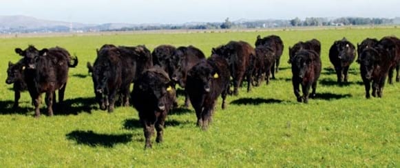 Densidades de siembra e implantación de pasturas - Image 1
