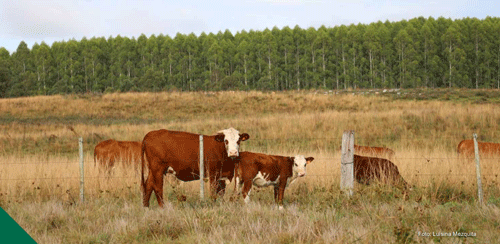 RESISTENCIA EN PARÁSITOS GASTROINTESTINALES A LOS ANTIHELMÍNTICOS EN GANADO PARA CARNE EN URUGUAY
