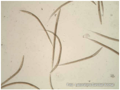Figura 5 - Larvas infestantes de nematodos gastrointestinales.