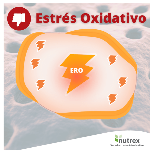 Estrés Oxidativo: La Amenaza Silenciosa para la Salud de sus Animales (¡y Cómo Combatirla!) - Image 1