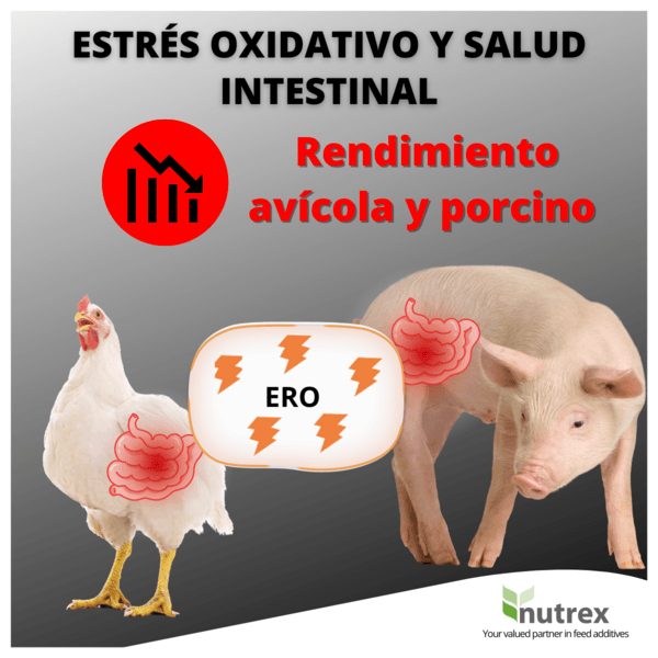 Salud Intestinal y Estrés Oxidativo: El Impacto en el Rendimiento de Aves de Corral y Cerdos - Image 1