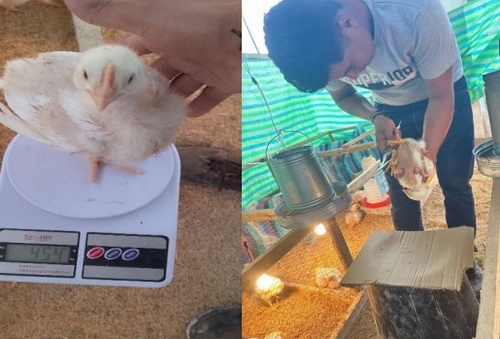 Efecto de aditivos comerciales en indicadores zootécnicos en la etapa inicial de pollos de engorde - Image 1
