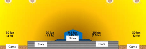 Entendiendo el Comportamiento del uso de los Nidos: Manejo para que las ponedoras pongan menos huevos en el piso - Image 18