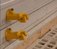 Entendiendo el Comportamiento del uso de los Nidos: Manejo para que las ponedoras pongan menos huevos en el piso - Image 11