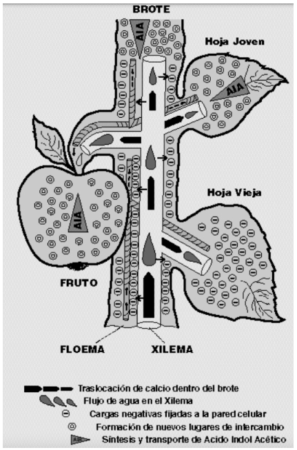 Los niveles de calcio en las plantas, con destrucción de mitos y la Teoría de Pavlov - Image 5
