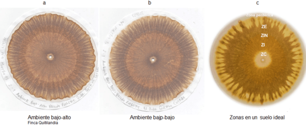 Las cromatografias herramienta de diagnostico de la calidad del suelo - Image 19