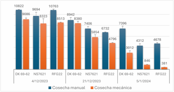 Infección de achaparramiento en maíz y su impacto en el rendimiento en siembras tardías de la región núcleo maicera - Image 10