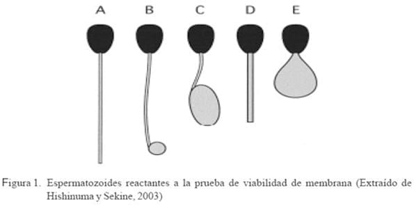 Refrigeración de semen canino utilizando glucosa, fructosa, trehalosa o sacarosa para prolongar la supervivencia espermática - Image 3