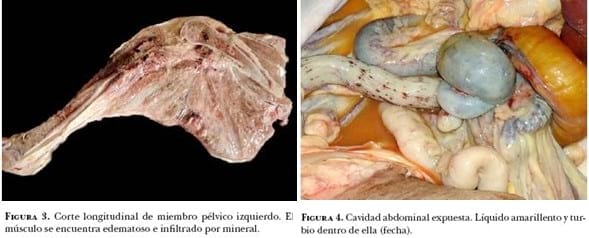 Carcinoma prostático en perro. Informe de un caso - Image 2