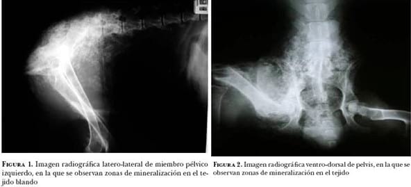 Carcinoma prostático en perro. Informe de un caso - Image 1