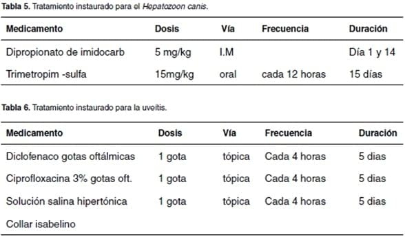 Uveítis y glaucoma asociados a infección por Hepatozoon canis: reporte de un caso - Image 5