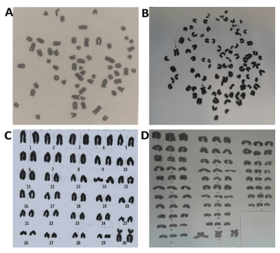 Figura 1. A) Metafase normal 60,XX B) Cariograma normal 60,XX C) Metafase poliploide 90,XXX y D) Cariograma poliploide 90,XXX de linfocito de vaca Holstein.