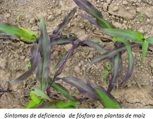 Fertilización fosfórica en maíz - Image 1