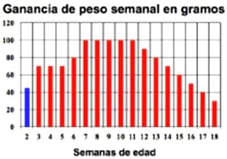 Nutrición y Manejo de Reproductoras Livianas - Image 1