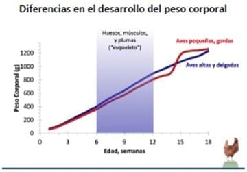Nutrición y Manejo de Reproductoras Livianas - Image 2