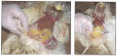 Nutrición y Manejo de Reproductoras Livianas - Image 10