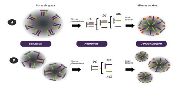 Importancia de las grasas o aceites en la nutrición animal - Image 1