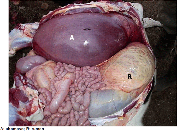 Descripción de un caso de desplazamiento abomasal derecho en vacas lecheras en Argentina - Image 1