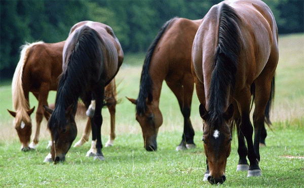 Alimentación y Manejo Para una buena salud intestinal de nuestro caballo - Image 4