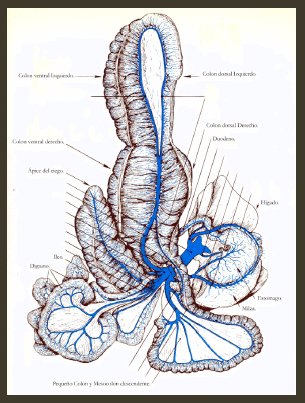 Alimentación y Manejo Para una buena salud intestinal de nuestro caballo - Image 2